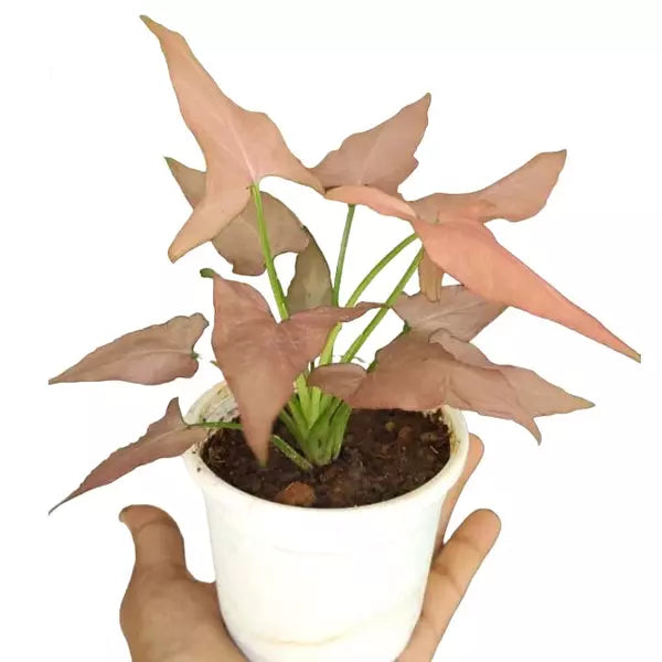 Syngonium Pink Schot