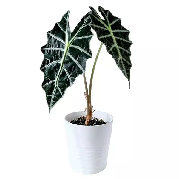 Alocasia Amazonica- Rare