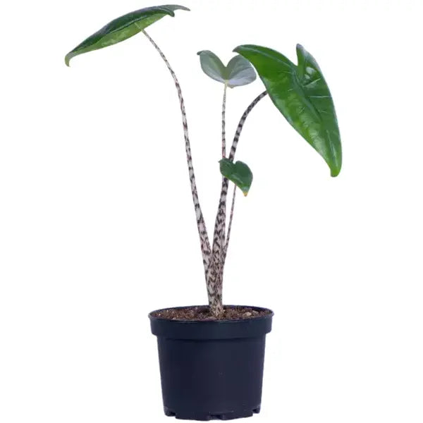 Alocasia Zebrina Elephant Ear