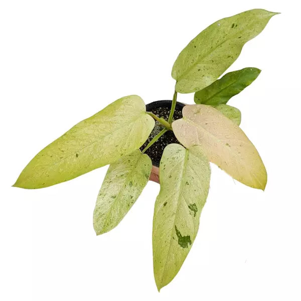 Philodendron Whipple Way- Rare