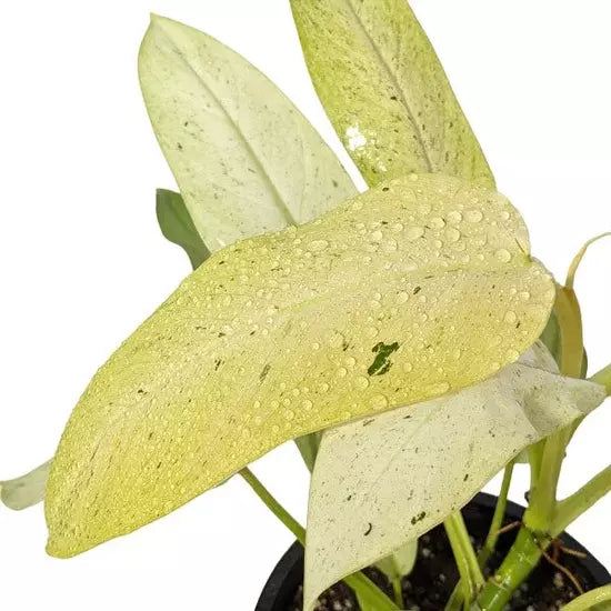 Philodendron Whipple Way- Rare