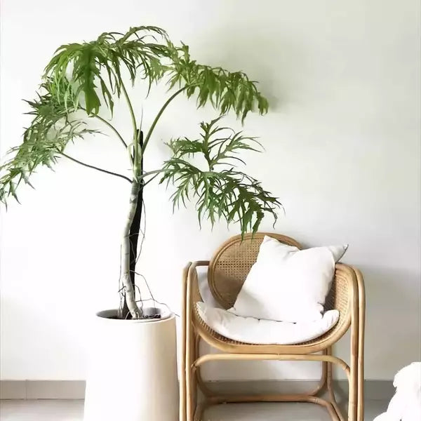 Philodendron Warscewiczii - Rare