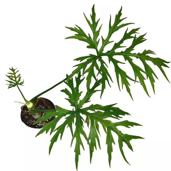 Philodendron Warscewiczii - Rare