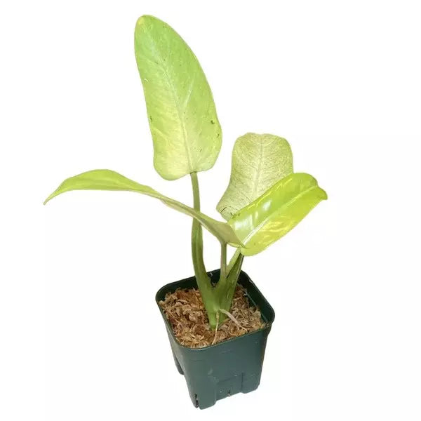 Philodendron Whipple Way- Rare