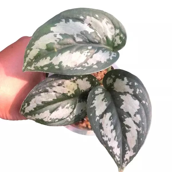 Scindapsus 'Unknown'- Rare