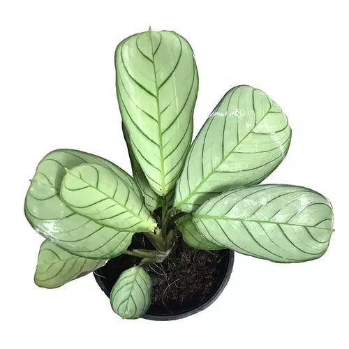 Ctenanthe burle marxii Amagris - Never Never Plant