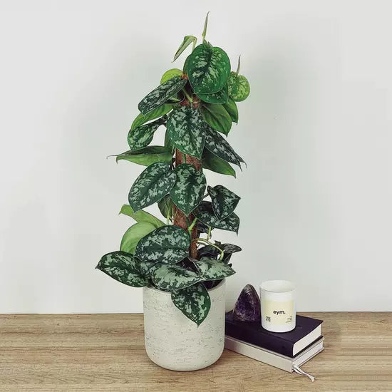 Scindapsus 'Unknown'- Rare