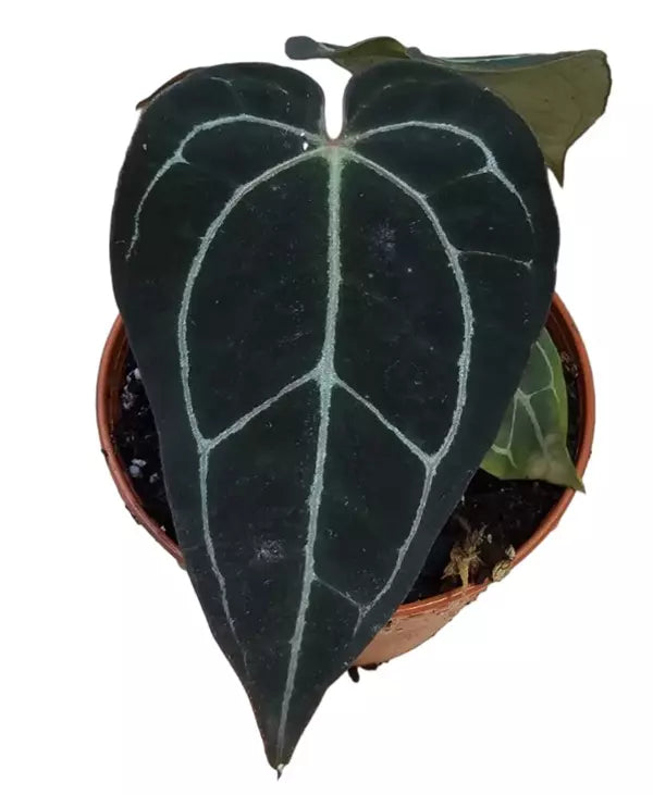 Anthurium Carla Crystallinum | Anthurium carlablackiae carla - Rare