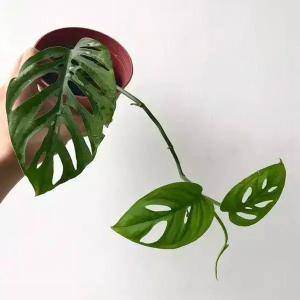 Monstera Esqueleto (Small)