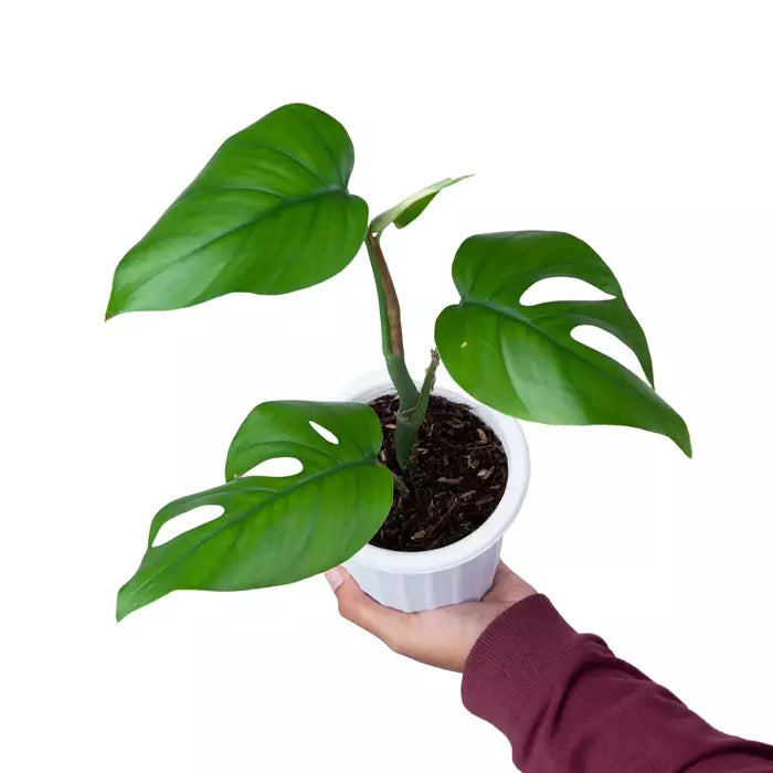 Monstera Rhaphidophora Pertusa - With Fenestration