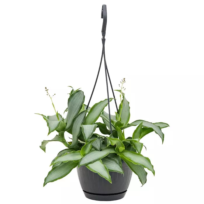 Murdannia Loriformis 'Bright Star'