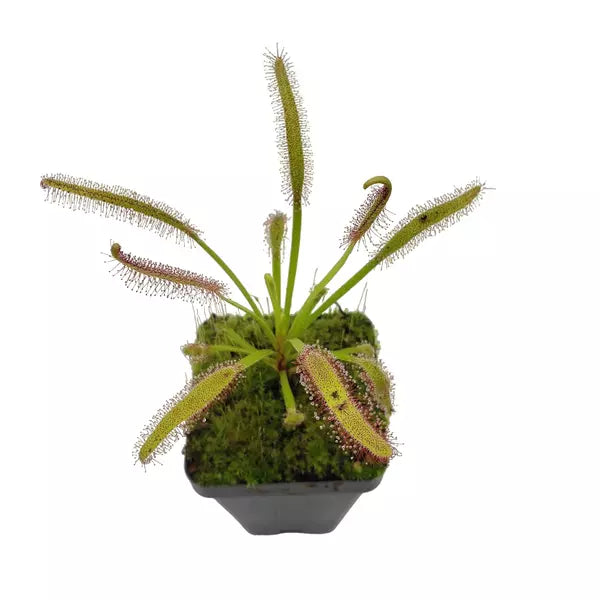 Drosera Red Capensis - Rare