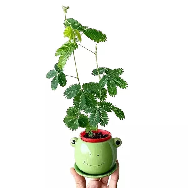 Touch Me Not, Mimosa Pudica Linn Plant