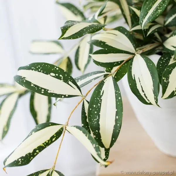 Dracaena Surculosa Milky Way- Rare