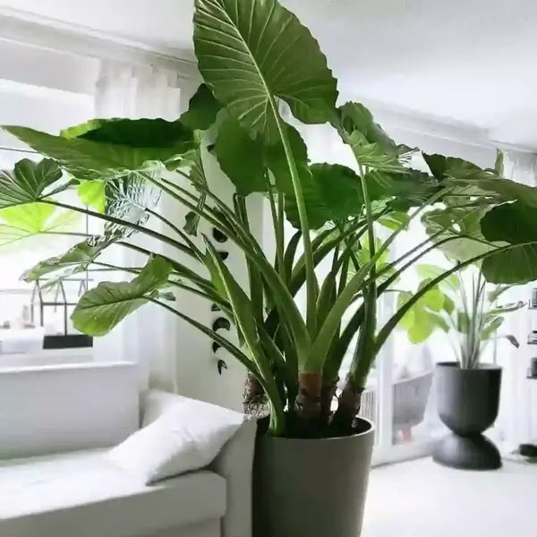 Alocasia Giant taro / Macrorrhizos