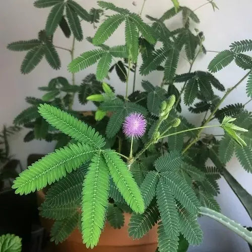 Touch Me Not, Mimosa Pudica Linn Plant