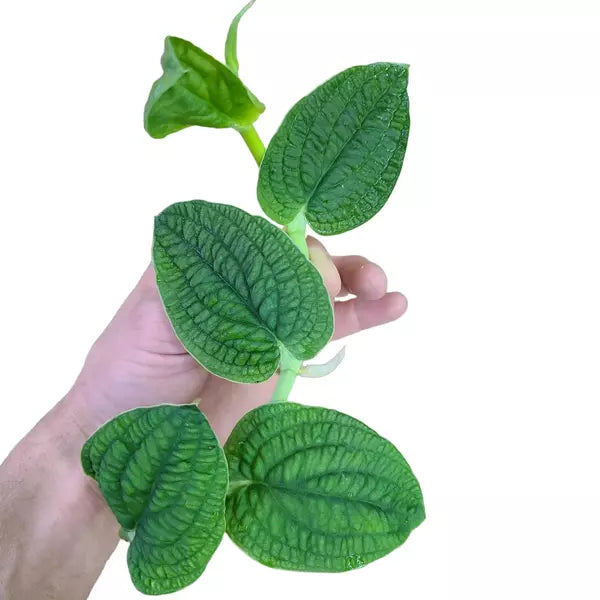 Rhaphidophora Versteegii | Piper Clypeatum - Super Rare