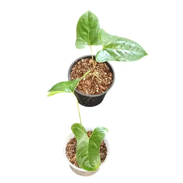 Anthurium Pinkleyi Plant (Ecuador variety) - Rare