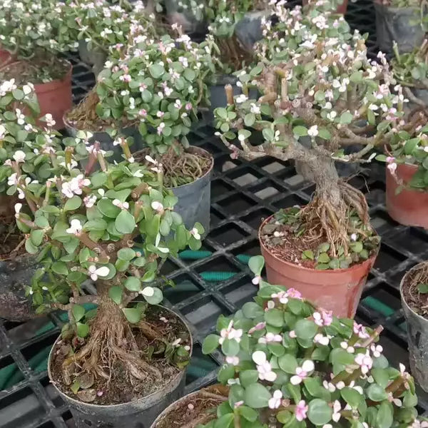 Pink Jade Bonsai - Rare
