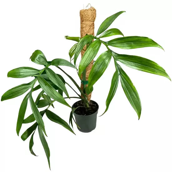 Monstera Subpinnata - Rare