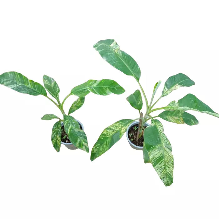 MUSA BANANA " ICE CREAM VARIEGATED- Rare