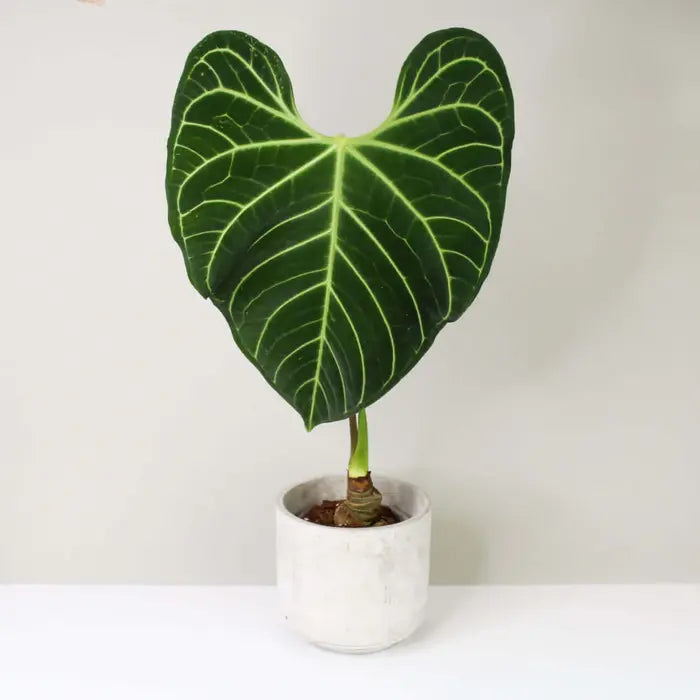 Anthurium Regale -Medium