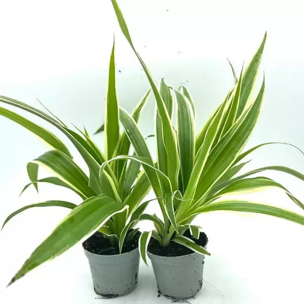 Chlorophytum Spider Live Plant