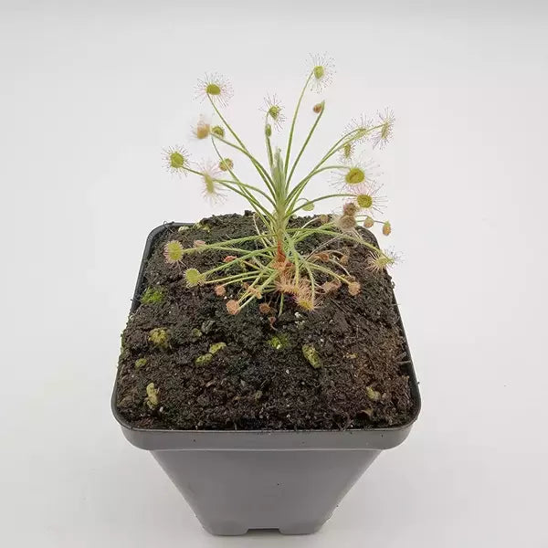 Drosera Paradoxa - Rare