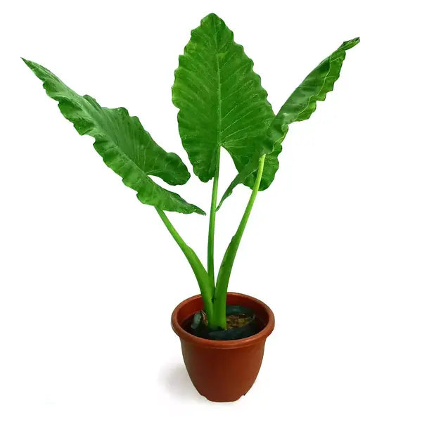 Alocasia Giant taro / Macrorrhizos