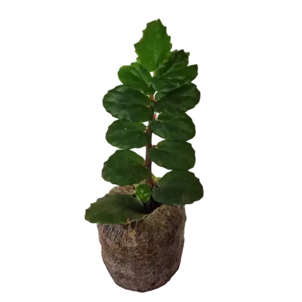 Pellionia New Emerald Green