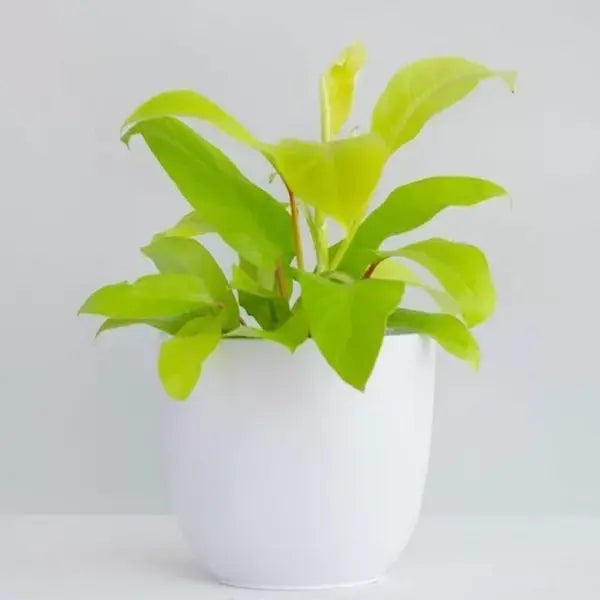 Philodendron Ceylon Golden Plant / lemon lime