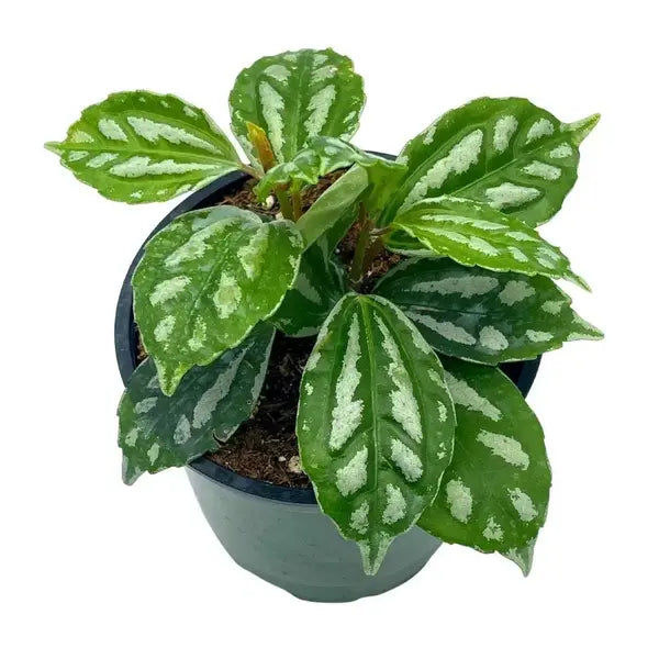 Pilea Cadierei, Aluminium plant