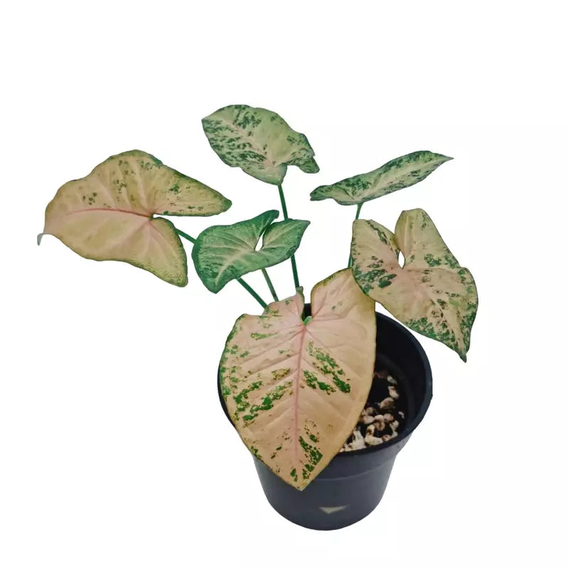 Syngonium Pink Freckles -Rare