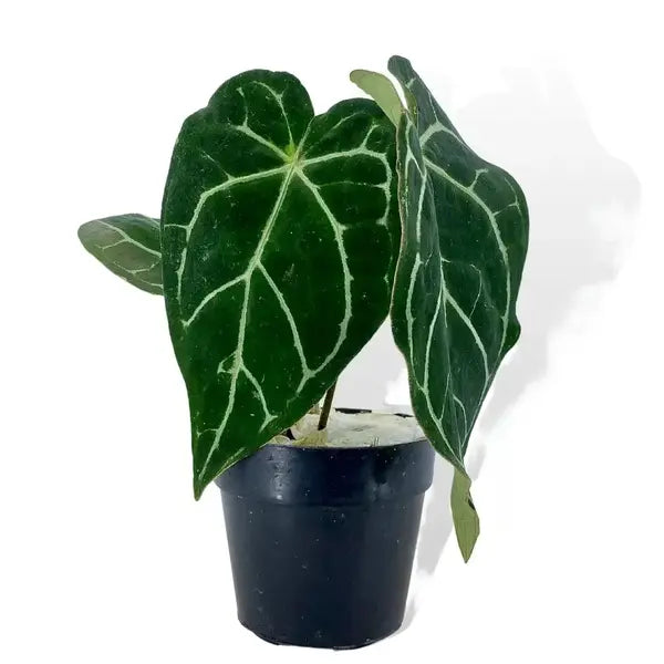 Anthurium Crystallinum - Rare