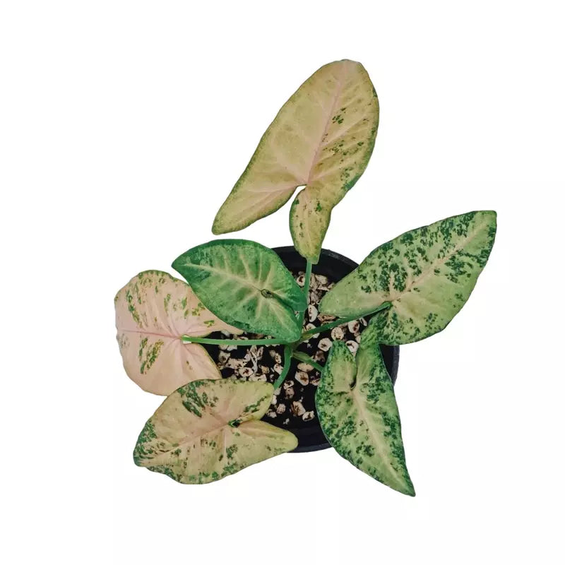 Syngonium Pink Freckles -Rare
