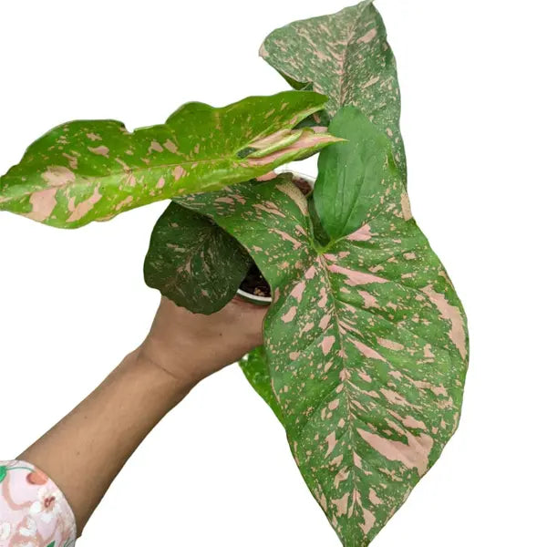 Syngonium Pink Splash Allusion - Rare