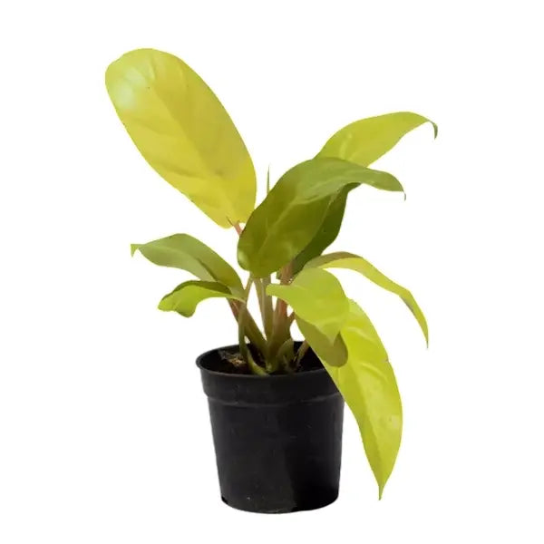 Philodendron Ceylon Golden Plant / lemon lime