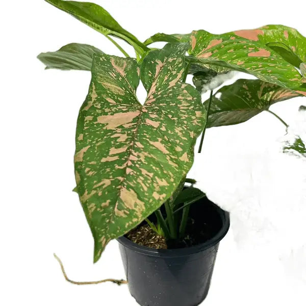 Syngonium Pink Splash Allusion - Rare