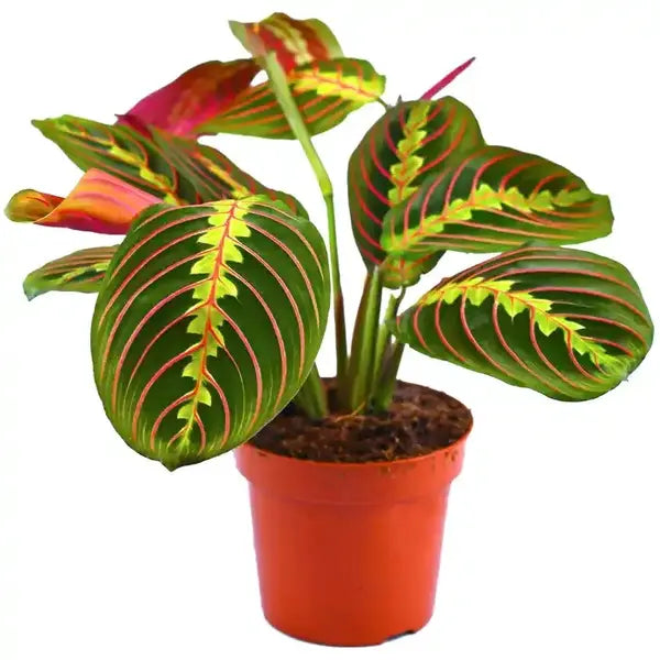 Maranta Leuconeura