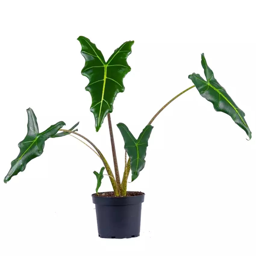 Alocasia Sarian - Rare