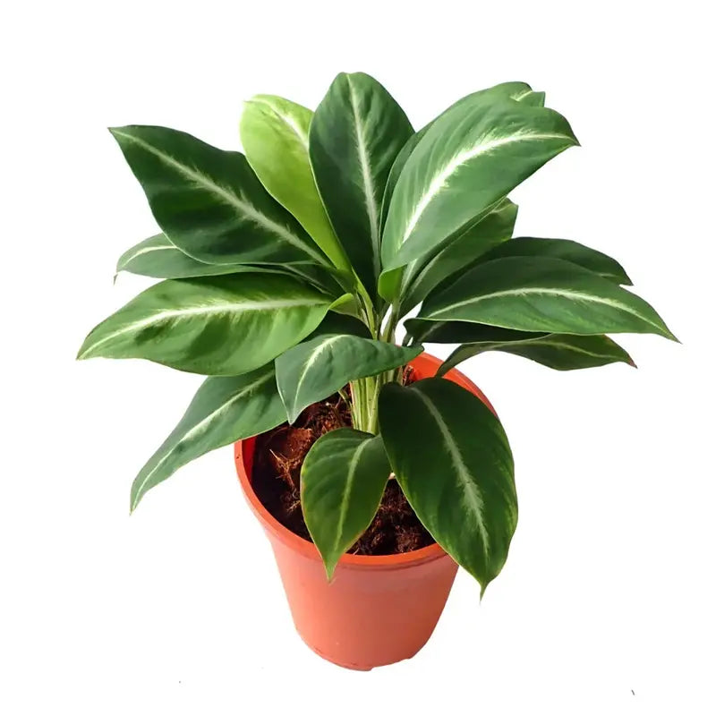 SPATHIPHYLLUM PEACELILY SILVER STREAK MINIATURE - Rare