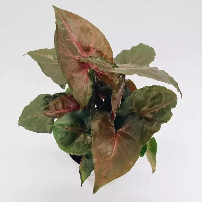 Syngonium Podophyllum ‘Bronze Maria’