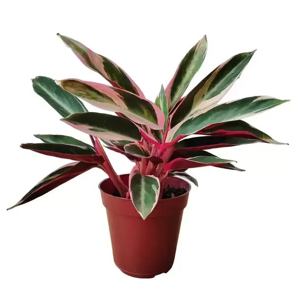 Calathea Triostar
