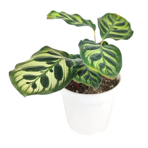 Calathea Makoyana