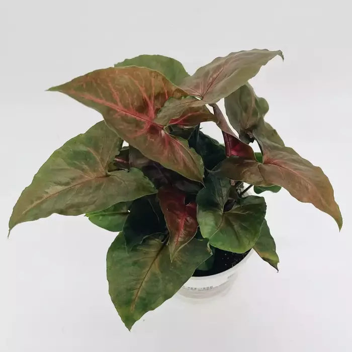 Syngonium Podophyllum ‘Bronze Maria’