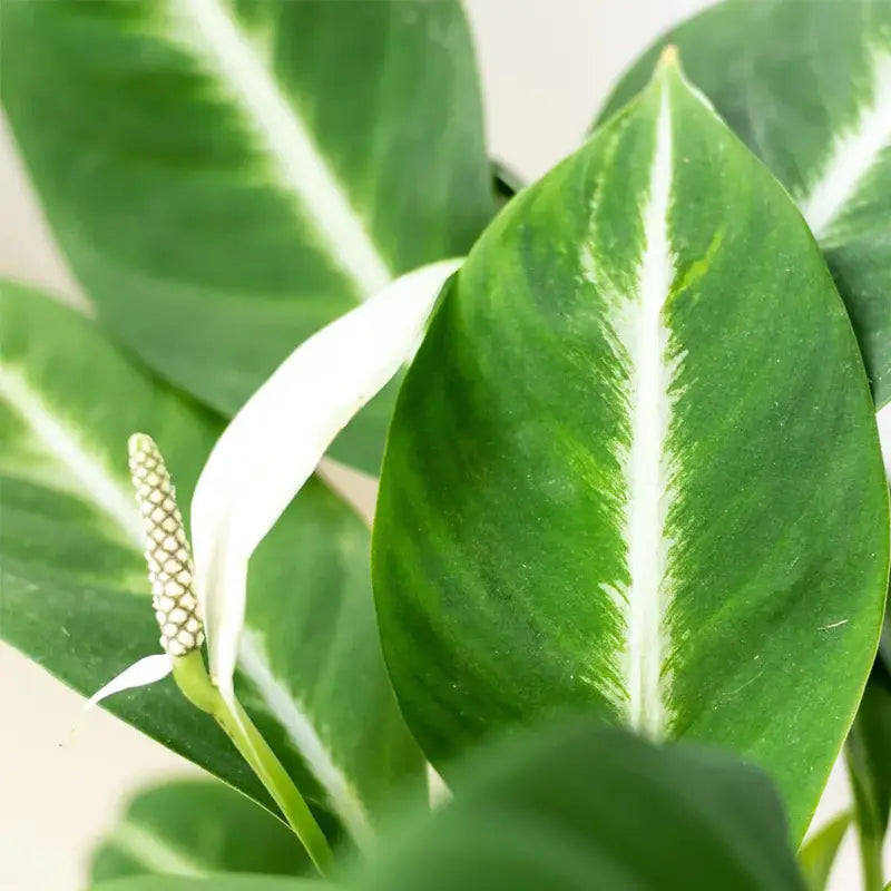 SPATHIPHYLLUM PEACELILY SILVER STREAK MINIATURE - Rare