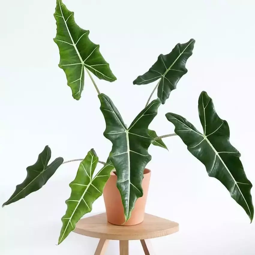 Alocasia Sarian - Rare