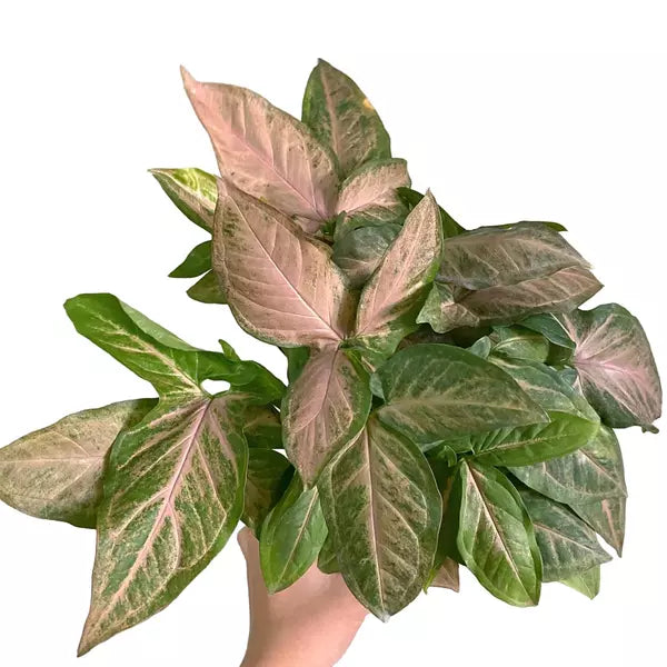 Syngonium Pink Margarita