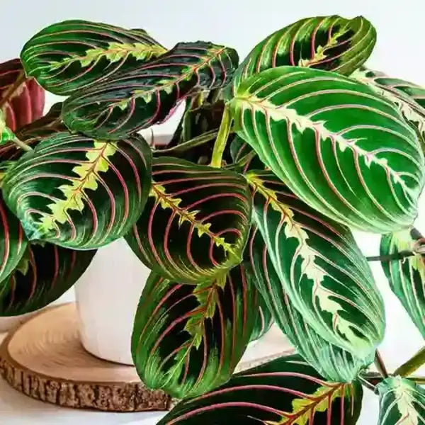 Maranta Leuconeura