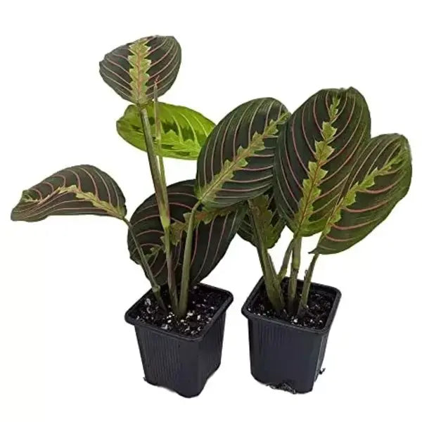 Maranta Leuconeura